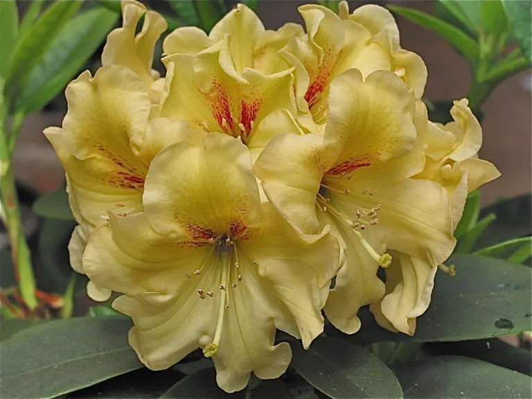 Photo of R. 'Lemon Prelude', Rhododendron Hybrid