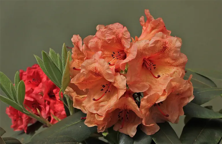 Photo of R. 'Orange Amber', Rhododendron Hybrid