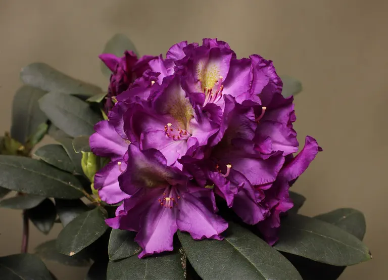 Photo of R. 'Patricia Hansen', Rhododendron Hybrid