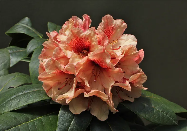 Photo of R. 'Sandstone', Rhododendron Hybrid