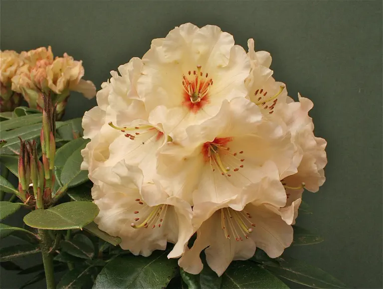 Photo of R. 'Summer Sunrise', Rhododendron Hybrid