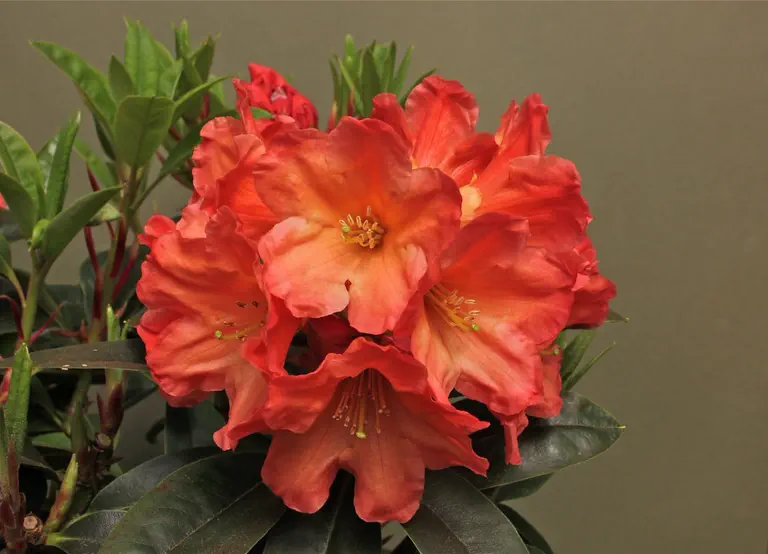 Photo of R. 'Tangerine Charm', Rhododendron Hybrid