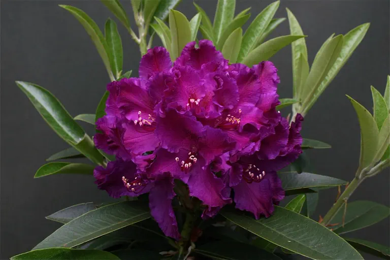 Photo of R. 'Violet Magic', Rhododendron Hybrid