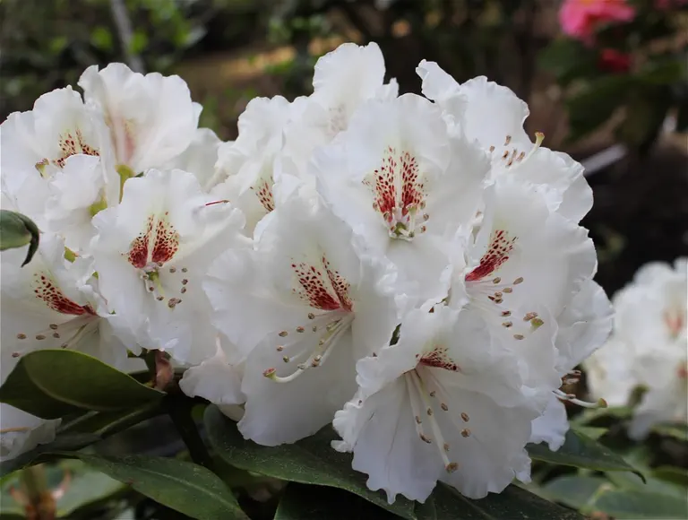 Photo of R. 'White Ginger', Rhododendron Hybrid
