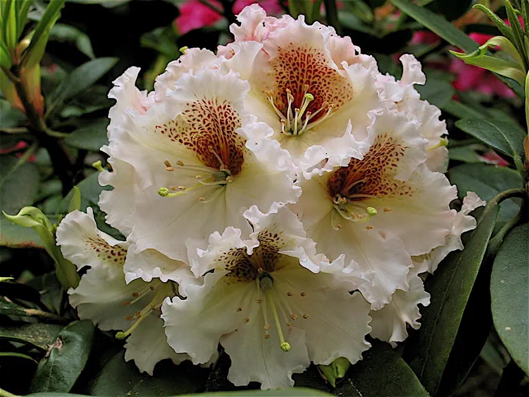 Photo of R. 'Lois Blackmore', Rhododendron Hybrid