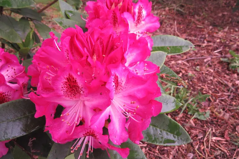 Photo of R. 'Etoile de Sleidinge', Rhododendron Hybrid