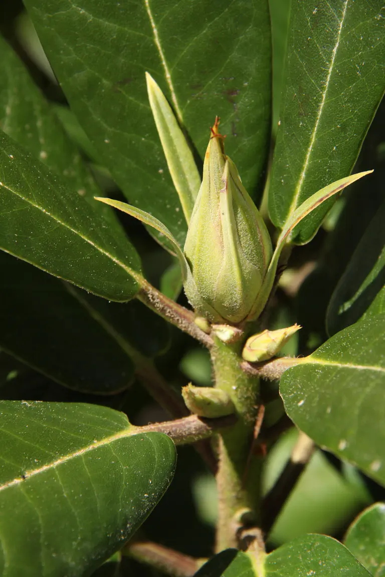 Photo of R. 'Royston Peach', Rhododendron Hybrid