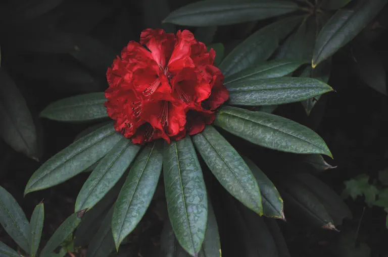 Photo of R. 'Etta Burrows', Rhododendron Hybrid