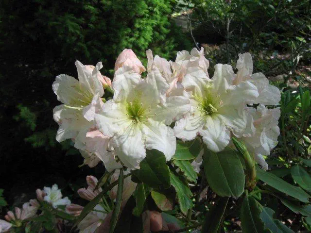 Photo of R. decorum ssp decorum 'Gable's Hardy White', Rhododendron Species Selection