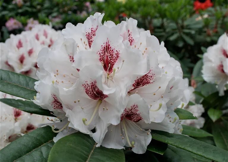 Photo of R. 'Early Winters', Rhododendron Hybrid