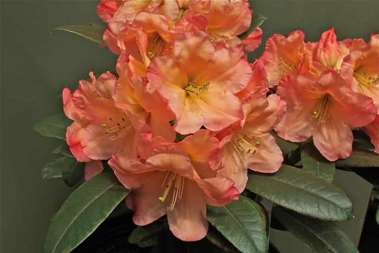 Photo of R. 'Honey Gold', Rhododendron Hybrid