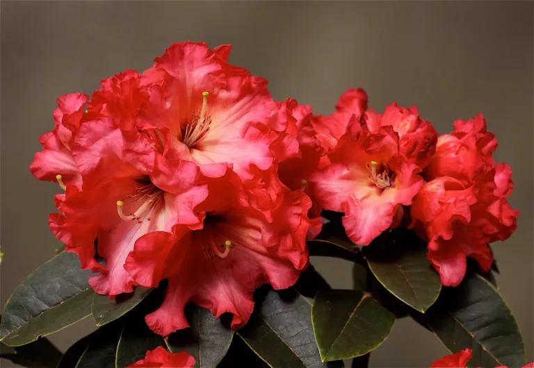 Photo of R. 'Joker's Wild', Rhododendron Hybrid