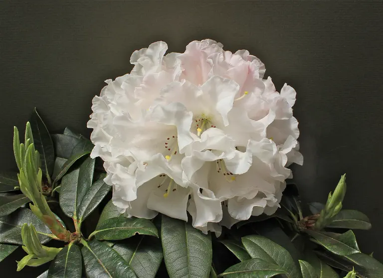 Photo of R. 'Judy Judy Judy', Rhododendron Hybrid
