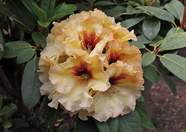Photo of R. 'Sun Blossom', Rhododendron Hybrid