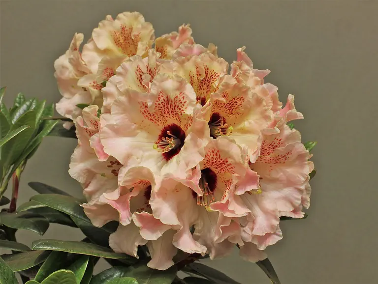 Photo of R. 'Velvet Touch', Rhododendron Hybrid