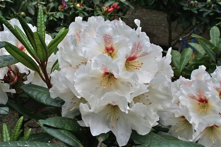 Photo of R. 'Winter Song', Rhododendron Hybrid