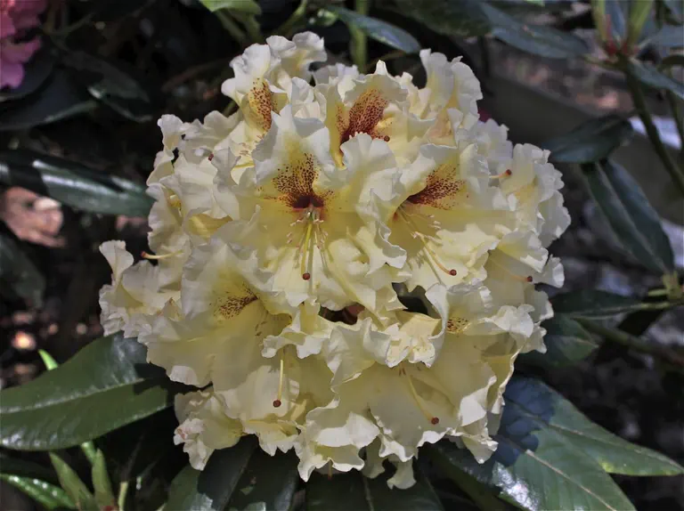 Photo of R. 'Arctic Dreams', Rhododendron Hybrid