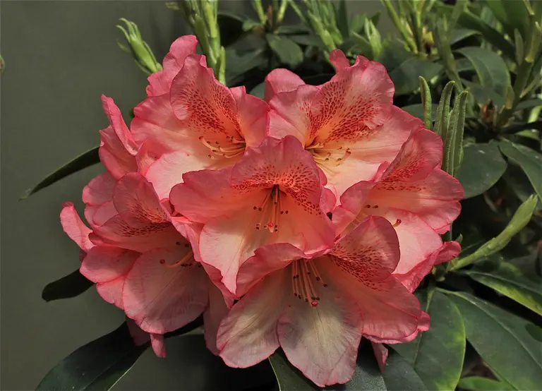 Photo of R. 'Coral Dancer', Rhododendron Hybrid