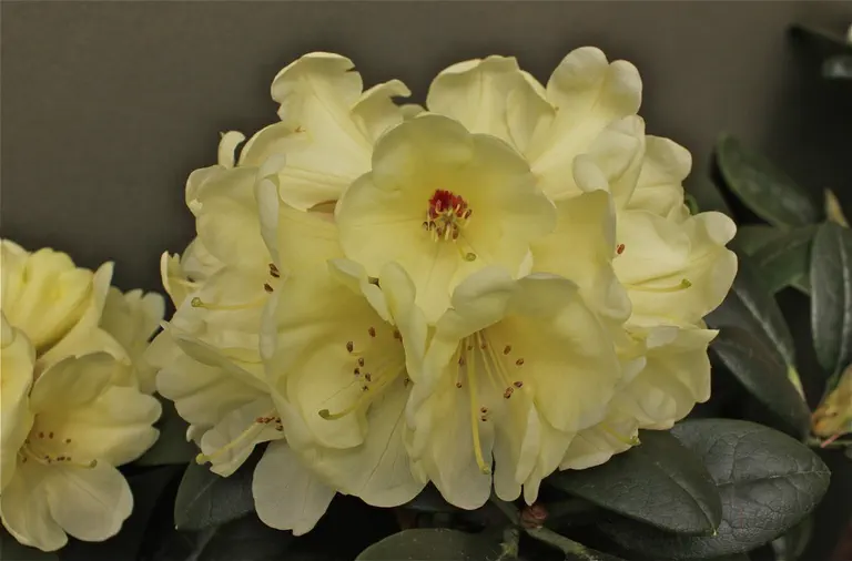 Photo of R. 'Invitation's Gift', Rhododendron Hybrid