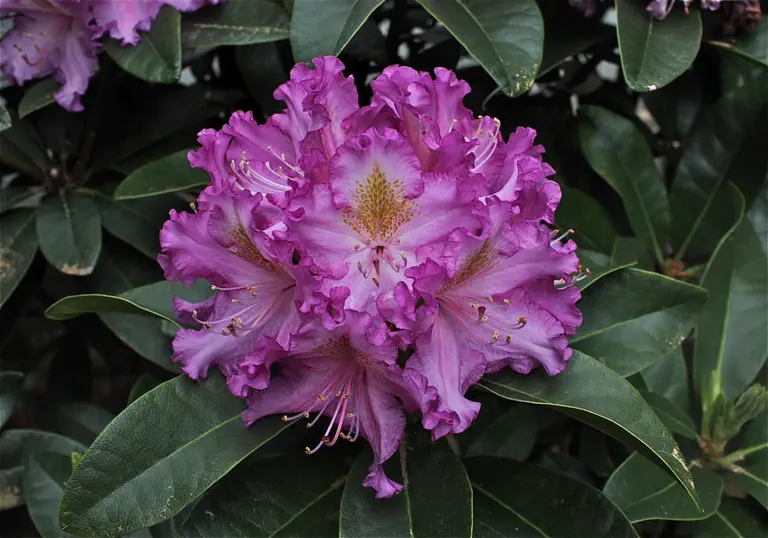 Photo of R. 'Morrie's Song', Rhododendron Hybrid