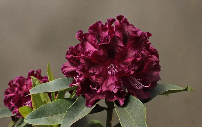 Photo of R. 'Night Wind', Rhododendron Hybrid