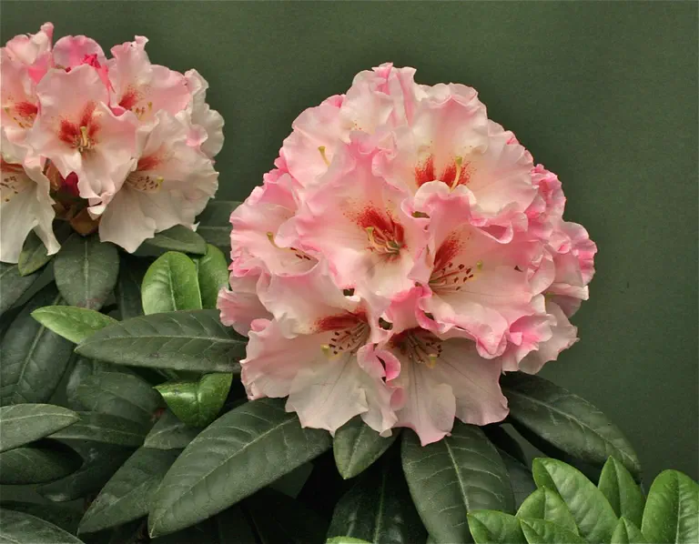 Photo of R. 'Only Yours', Rhododendron Hybrid