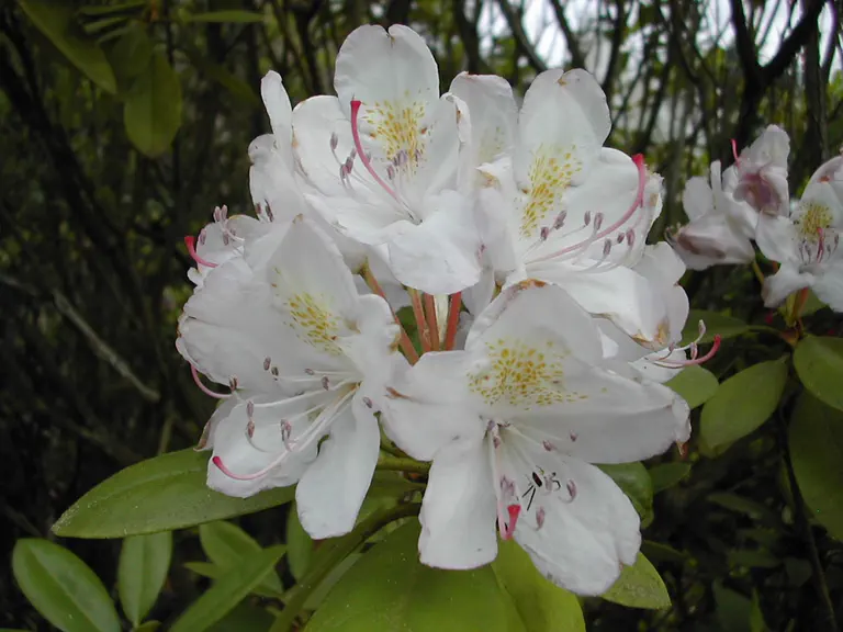 Photo of R. 'Album Elegans', Rhododendron Hybrid