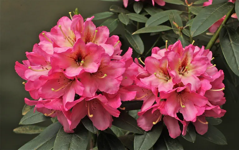 Photo of R. 'Roy Blackmore', Rhododendron Hybrid