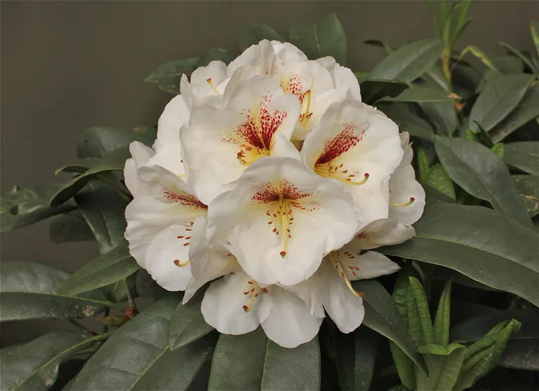 Photo of R. 'Sky Dancer', Rhododendron Hybrid