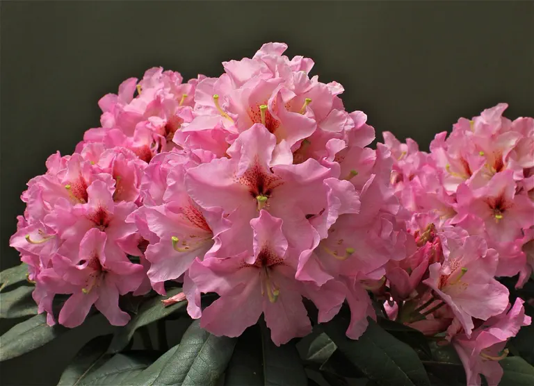 Photo of R. 'Teri Lee', Rhododendron Hybrid