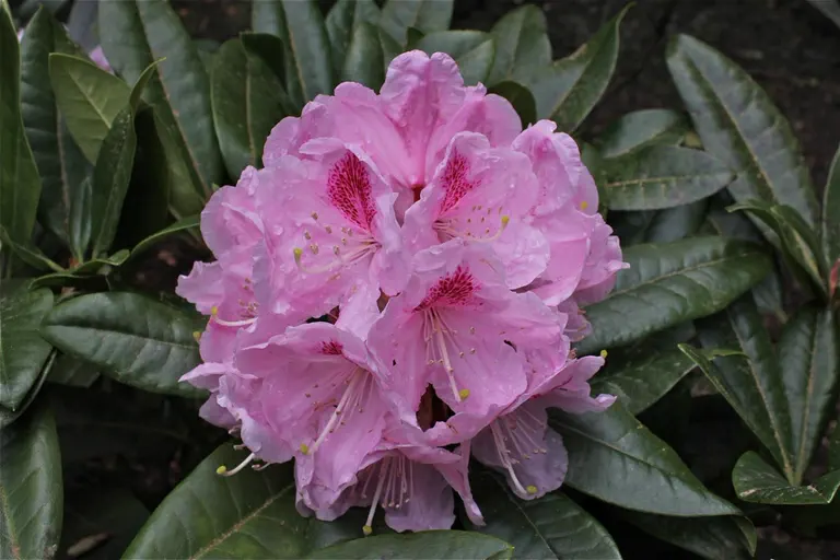 Photo of R. 'Your Move', Rhododendron Hybrid