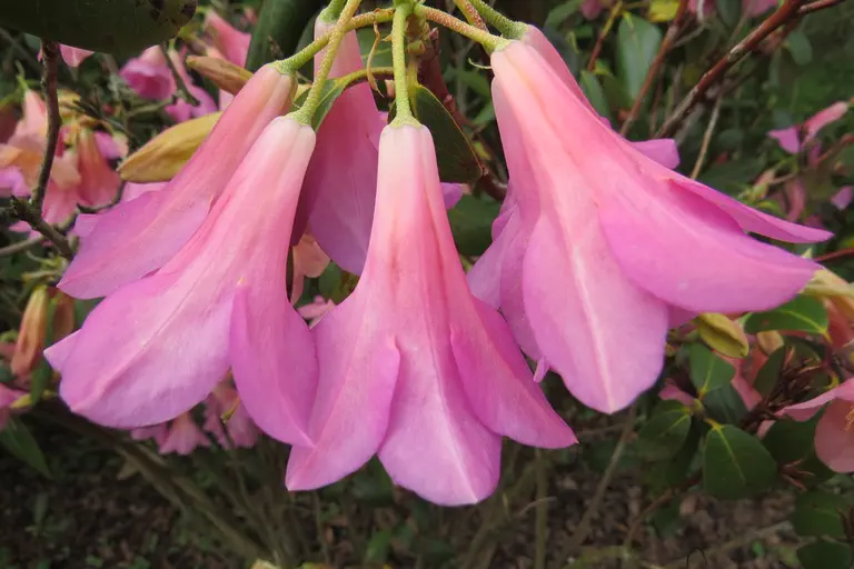 Photo of R. 'Nizette', Rhododendron Hybrid