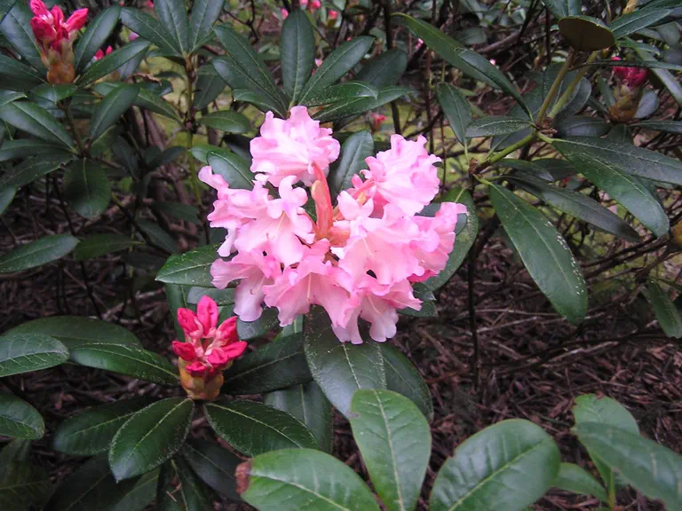 Photo of R. 'Kevin', Rhododendron Hybrid