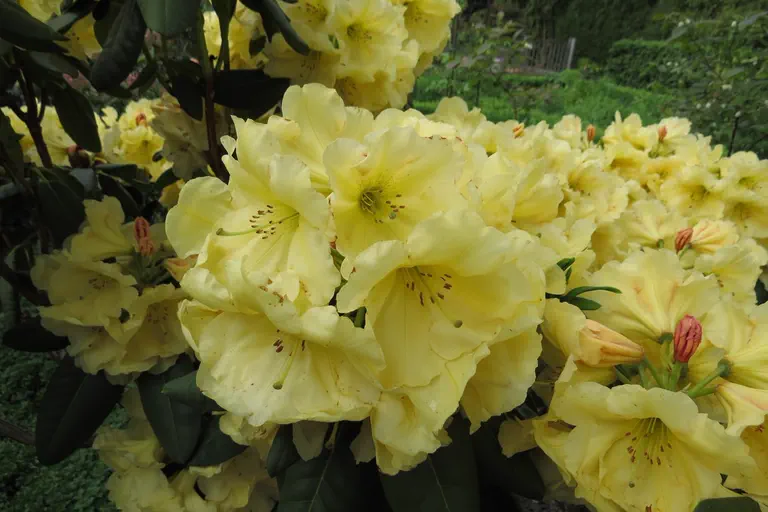 Photo of R. 'Sonalal', Rhododendron Hybrid