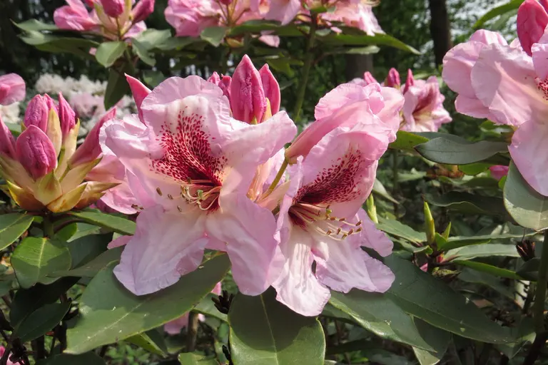 Photo of R. 'Kranenflare', Rhododendron Hybrid