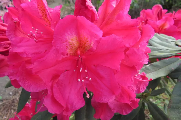 Photo of R. 'Lava Glow', Rhododendron Hybrid