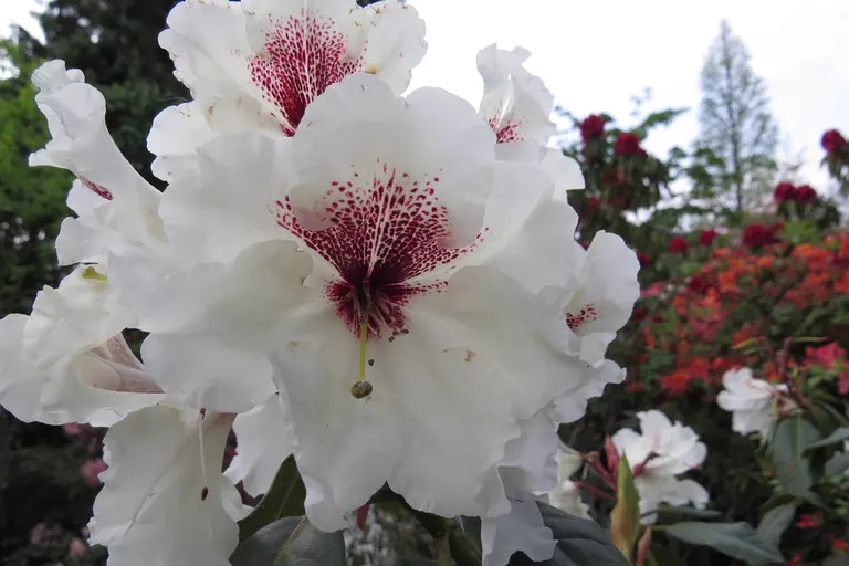 Photo of R. 'Malini', Rhododendron Hybrid