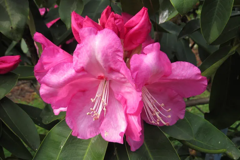 Photo of R. 'Pink Titan', Rhododendron Hybrid