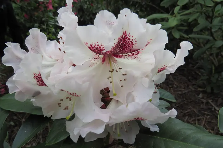 Photo of R. 'Protad', Rhododendron Hybrid