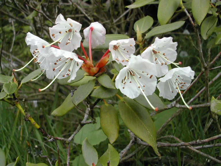 Photo of R. 'Everlasting', Rhododendron Hybrid