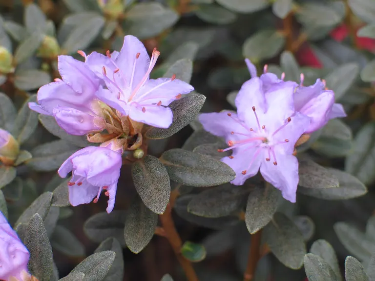 Photo of R. 'Arends Favorite', Rhododendron Hybrid