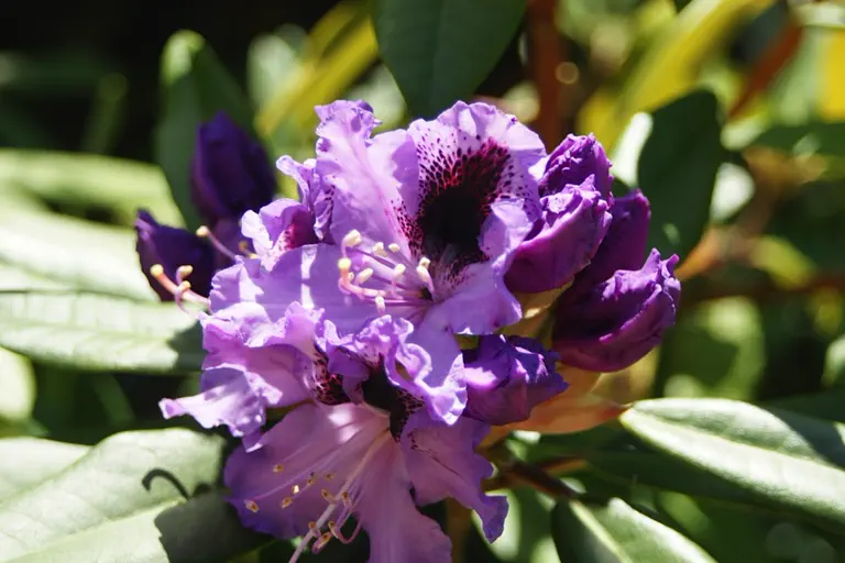 Photo of R. 'Blaue Jungs', Rhododendron Hybrid