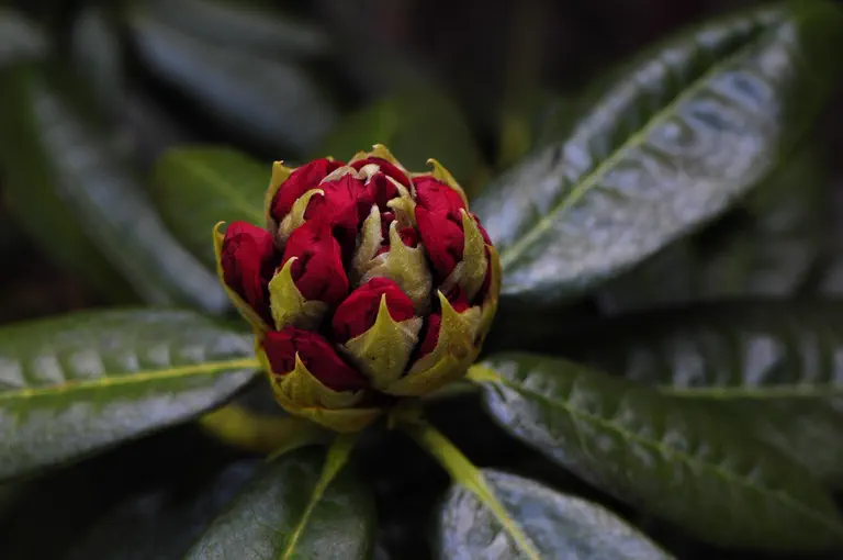 Photo of R. 'Noyo Brave x Peter Falk', Rhododendron Hybrid