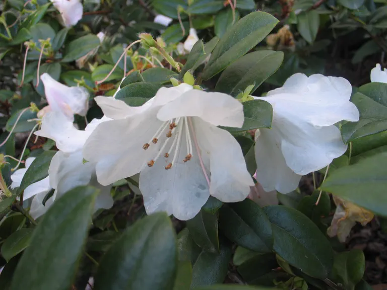 Photo of R. 'Cilipense', Rhododendron Hybrid