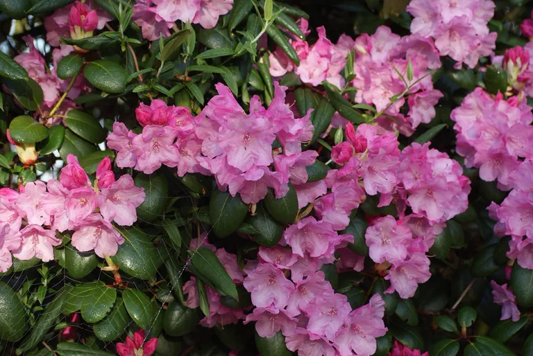 Photo of R. 'Boccia', Rhododendron Hybrid