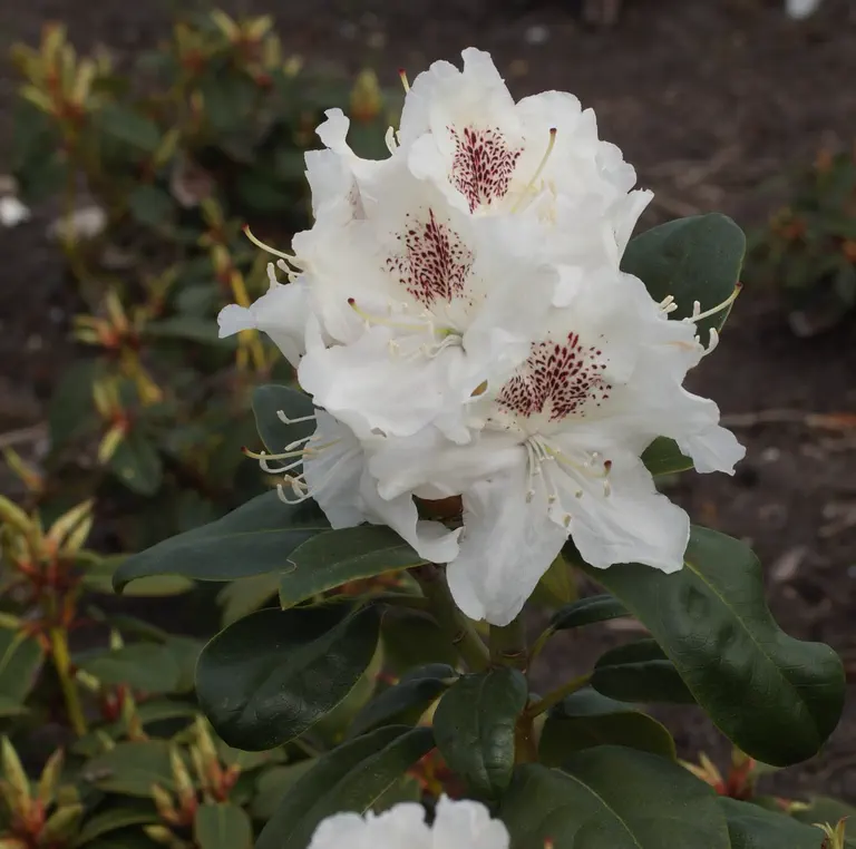 Photo of R. 'Hildegard', Rhododendron Hybrid