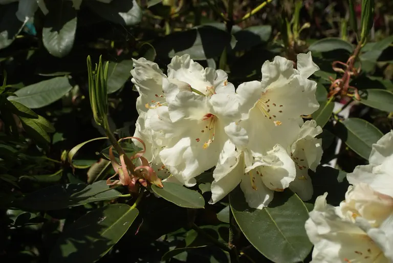 Photo of R. 'Juniglocke', Rhododendron Hybrid