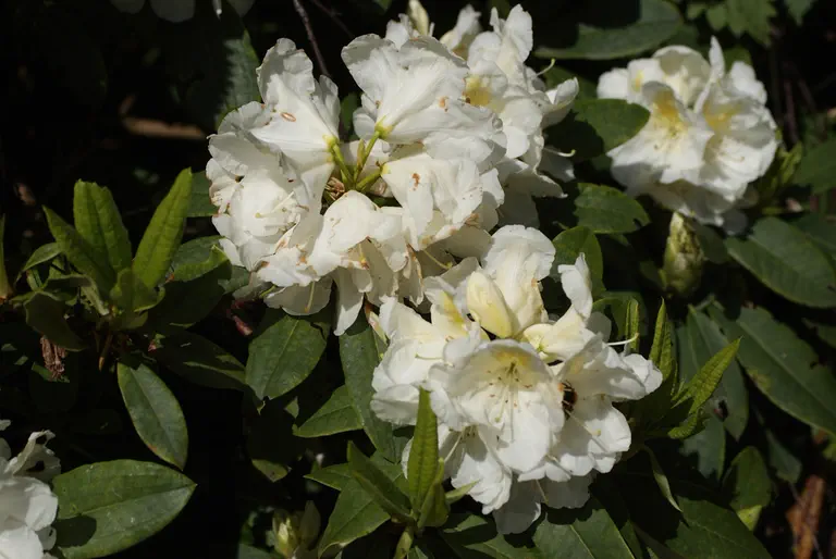 Photo of R. 'Spiegelei', Rhododendron Hybrid