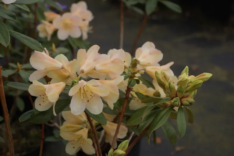 Photo of R. 'Mondschein', Rhododendron Hybrid