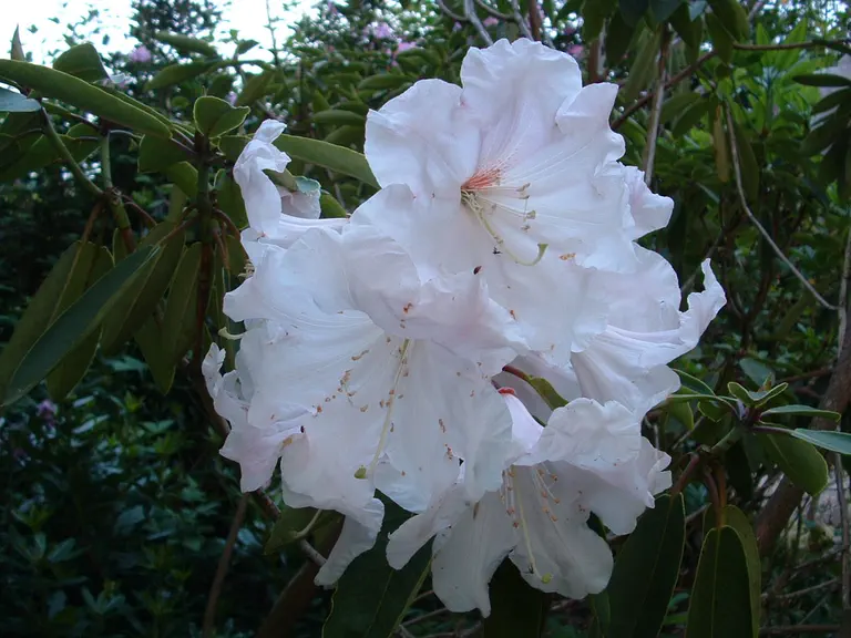 Photo of R. 'Exbury Albatross', Rhododendron Hybrid